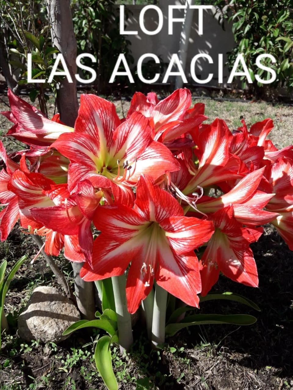 Loft Las Acacias Potrero de los Funes Ngoại thất bức ảnh